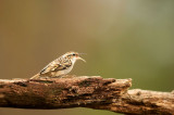 D4S_8009F boomkruiper(Certhia brachydactyla, Short-toed Treecreeper).jpg