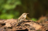 D4S_5779F boomkruiper (Certhia brachydactyla, Short-toed Treecreeper).jpg