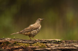 D4S_6123F grote lijster (Turdus viscivorus, Mistle Thrush).jpg