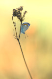 D4S_7193F icarusblauwtje (Polyommatus icarus, Common Blue).jpg