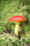 D4S_7735F vliegenzwam (Amanita Muscaria, Fly agaric).jpg