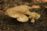 D4S_7939F gewone krulzoom (Paxillus involutus, brown roll-rim).jpg