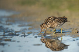 D4S_9627F watersnip (Gallinago gallinago, Common Snipe).jpg