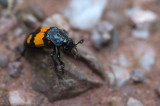 D4S_7715F gewone doodgraver (Nicrophorus vespilloides).jpg
