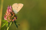 D4S_7447F klaverblauwtje (Polyommatus semiargus, Mazarine blue).jpg