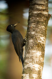 D4S_8291F zwarte specht (Dryocopus martius, Black Woodpecker).jpg