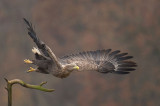 D4S_1902F zeearend (Haliaeetus albicilla, White-tailed sea eagle).jpg