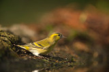 D4S_8535F sijs (Carduelis spinus, Siskin).jpg