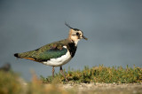 D4S_9543F kievit (Vanellus vanellus, Lapwing).jpg
