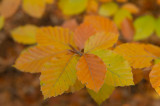 D4S_9933F beukenblad in herfst.jpg