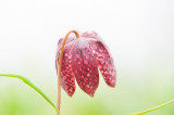 700_3250F kievitsbloem (Fritillaria meleagris, Fritillary).jpg