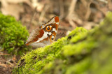 D4S_9364F grote weerschijnvlinder (Apatura iris, Purple emperor).jpg