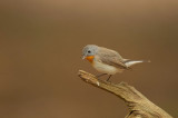 Nationaal Park De Hoge Veluwe