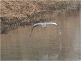 blauwe reiger (Ardea cinerea)
</div