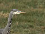 blauwe reiger (Ardea cinerea)
</div