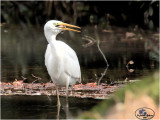 grote zilverreiger (Ardea alba)