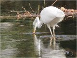 grote zilverreiger (Ardea alba)