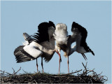 ooievaar (ciconia ciconia); paring/mating