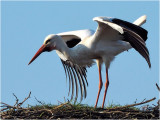 ooievaar (ciconia ciconia); paring/mating
