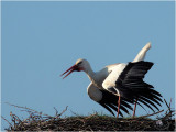 ooievaar (ciconia ciconia);