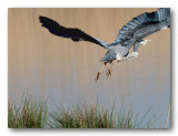 blauwe reiger (Ardea cinerea)