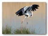 blauwe reiger (Ardea cinerea)
