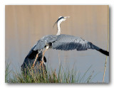 blauwe reiger (Ardea cinerea)