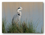 blauwe reiger (Ardea cinerea)