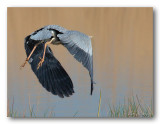blauwe reiger (Ardea cinerea)