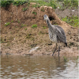 blauwe reiger-blue heron juvenile