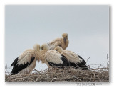 4 ooievaar-kuikens; 4 stork-chicks