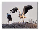 4 ooievaar-kuikens; 4 stork-chicks
