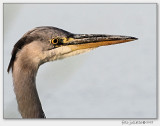 blauwe reiger (Ardea cinerea)