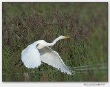 Grote Zilverreiger (Ardea alba)