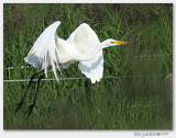 Grote Zilverreiger (Ardea alba)