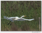 Grote Zilverreiger (Ardea alba)