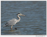 blauwe reiger (Ardea cinerea)