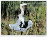 blauwe reiger (Ardea cinerea)