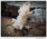 Kammetjesstekelzwam (Hericium coralloides)