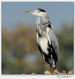 blauwe reiger (Ardea cinerea)