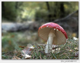 vliegenzwam (Amanita muscaria)