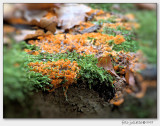Rossig buiskussen (Tubifera arachnoidea)