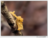 Gele Trilzwam (Tremella mesenterica)