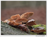 gewone oesterzwam (Pleurotus ostreatus)