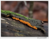 Troskalknetje (Badhamia utricularis)