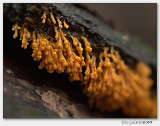 Troskalknetje (Badhamia utricularis)