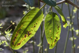 Winter Survivor (Rhododendron)