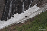  Grizzly descending from day bed above 