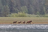  previous 3 cub family again  