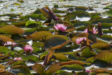 backlit lily pads and blooms